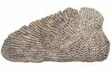 Huge, Triassic Amphibian (Metoposaurus) Clavicle Bone - Arizona #209973-1